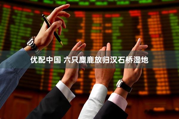 优配中国 六只麋鹿放归汉石桥湿地